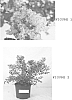 Lagerstroemia%20%28indica%20x%20fauriei%29%20%27JD818%27