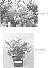 Lagerstroemia%20%28indica%20x%20fauriei%29%20%27JD900%27