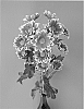 Chrysanthemum%20x%20morifolium%20%27Dekfirmenich%27