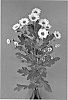 Chrysanthemum%20x%20morifolium%20%27Dekmaki%27