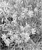 Alstroemeria%20hybrid%20L.%20%27Tangerine%20Tango%27