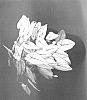 Caladium%20humboldtii%20%27SNOW%20WHITE%20PARK%27