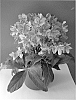 Hellebrous%20x%20nigercors%20%27COSEH%20760%27