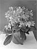 Hellebrous%20x%20nigercors%20%27COSEH%20760%27
