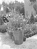 Lavandula%20stoechas%20%27Myrleigh%27