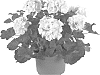 Pelargonium%20x%20hortorum%20%27Fipelmaswhi%27