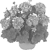 Pelargonium%20x%20hortorum%20%27Fipelmaspi%27
