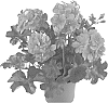 Pelargonium%20peltatum%20%27Fipeldancan%27