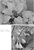 Hosta%20hybrida%20%27Purple%20Heart%27