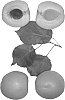 Interspecific%20Prunus%20species%20%27Macy-Cot%27