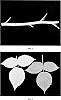 Rubus%20idaeus%20L.%20%27DrisRaspFour%27