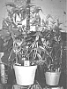 Gloriosa%20hybrid%20%27Crimson%20Flame%27