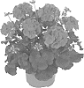 Pelargonium%20x%20hortorum%20%27Fipelmasscared%27