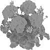 Pelargonium%20x%20hortorum%20%27Fipelmasred%27