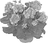 Pelargonium%20x%20hortorum%20%27Fipelmascor%27