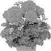 Pelargonium%20zonale%20%27Duerobina%27