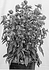 Campanula%20glomerata%20%27Freya%27