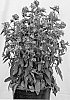 Campanula%20glomerata%20%27Freya%27