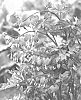 Dicentra%20spectabilis%20%27HORDIVAL%27