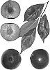 Interspecific%20prunus%20%27Crimson%20Kat%27