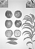 Prunus%20persica%20%27Fire%20Time%27