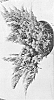 Juniperus%20horizontalis%20%27Hegedus%27
