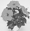 Hibiscus%20rosa-sinensis%20%27Arionicus%27