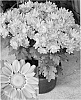 Chrysanthemum%20x%20morifolium%20%27CIDZ0015%27