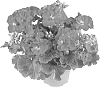 Pelargonium%20x%20hortorum%20%27Fipelsumpur%27