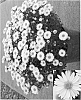 Aster%20hybrida%20%27Synfrost%27