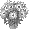 Osteospermum%20ecklonis%20%27Fidostpifla%27