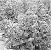 Sedum%20telephium%20%27Raspberry%20Truffle%27