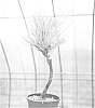 Pinus%20plant%20named%20ANSU%20HWANGKEUMSONG