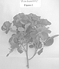 Rosa%20hybrid%20%27Poulcas032%27
