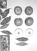 Prunus%20persica%20%27Pearlicious%20I%27