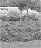 Cotoneaster%20procumbens%20%27Gerald%27