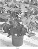 Hibiscus%20rosa-sinensis%20%27DUP-CRL%27