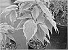 Cornus%20kousa%20%27SUMMER%20GOLD%27