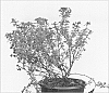 Potentilla%20fruticosa%20%27Red%20Lady%27