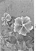 Hibiscus%20rosa-sinensis%20%27DUP-FXL%27