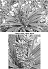 Eucomis%20spp.%20%27Freckles%27