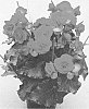 Begonia%20x%20hiemalis%20%27BBREDBADA%27