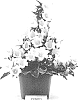 Campanula%20formanekiana%20%27PKMF03%27