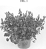 Campanula%20portenschlagiana%20%27PKMP08%27