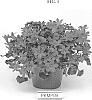 Campanula%20portenschlagiana%20%27PKMP09%27