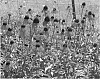 Echinacea%20sp.%20%27Firebird%27