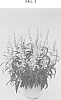 Salvia%20farinacea%20%27DANSALFN13%27