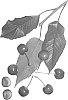 Prunus%20avium%20%27Royal%20Tioga%27