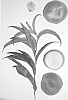Prunus%20persica%20%27Burpeachtwentythree%27