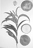 Prunus%20persica%20%27Burpeachtwentythree%27
